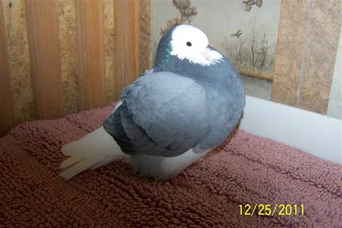 URC 114 2011  BLUE BAR Y.H